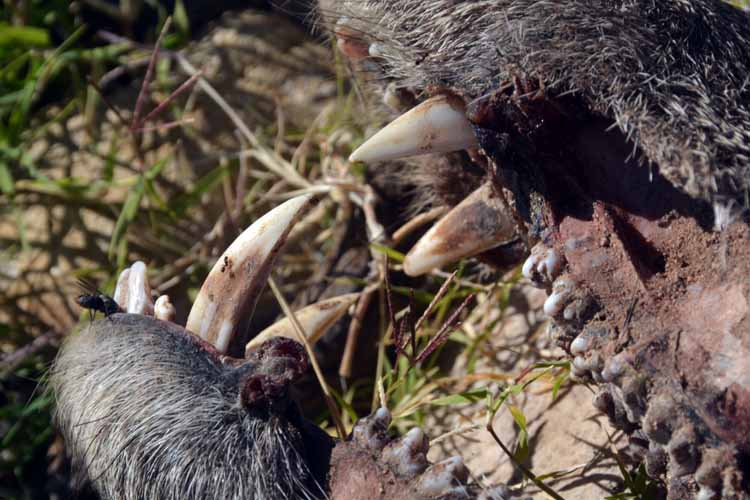 javelina head