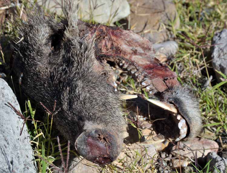 javelina skull