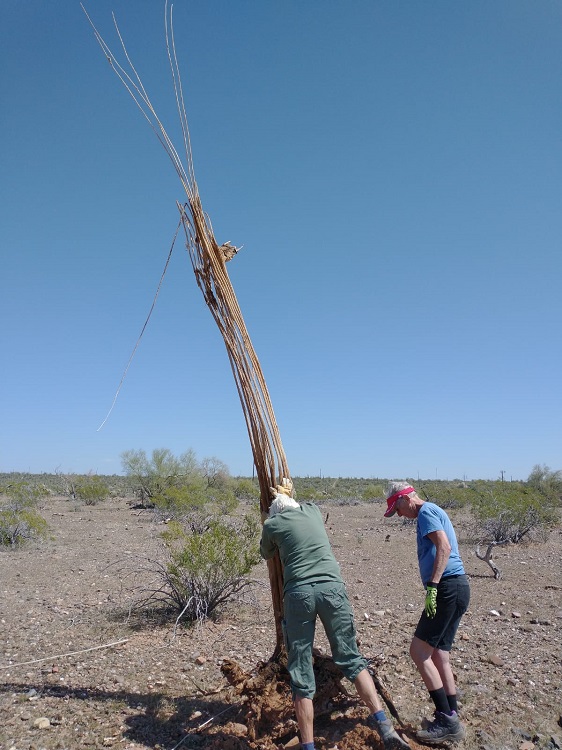 saguaro hunt