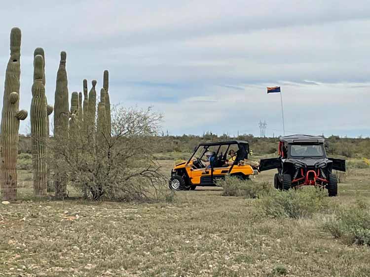 saguaro replants