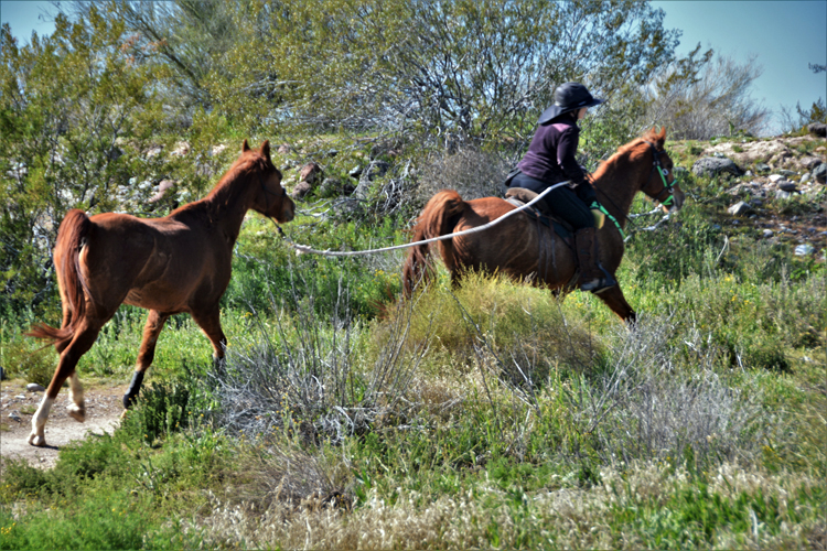 horse on trail