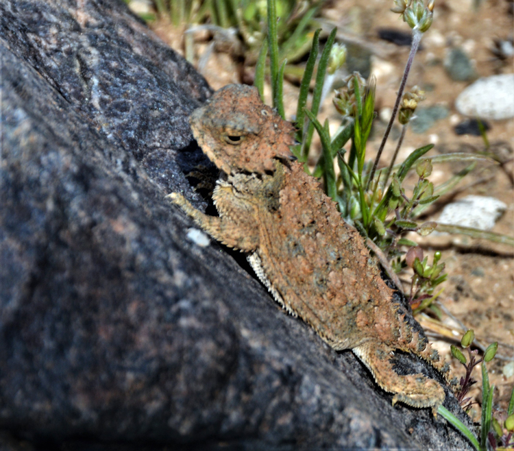 horned toad