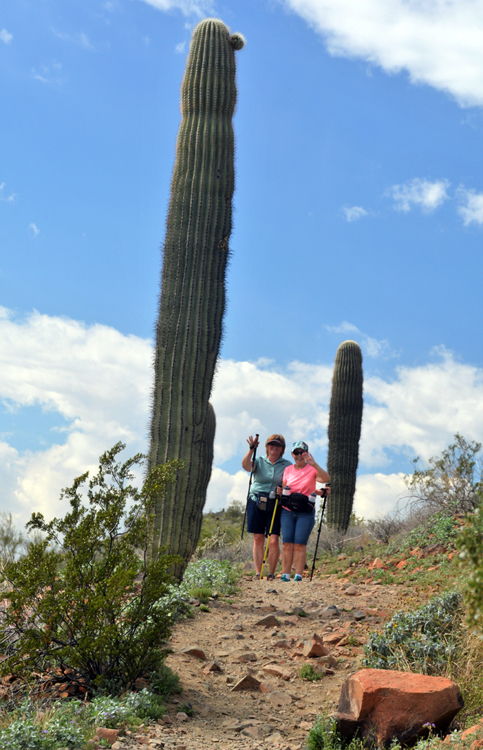 saguaro