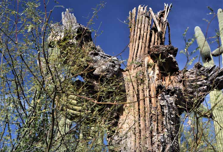 saguaro skeleton
