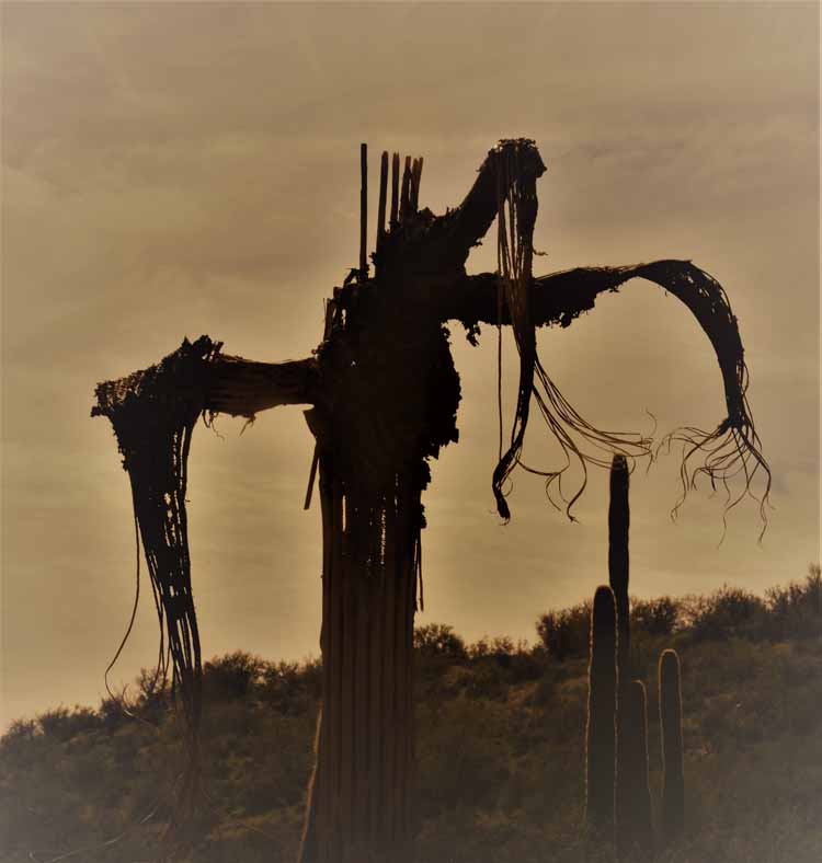 saguaro skeleton