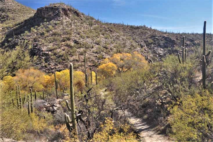 cottonwood trees