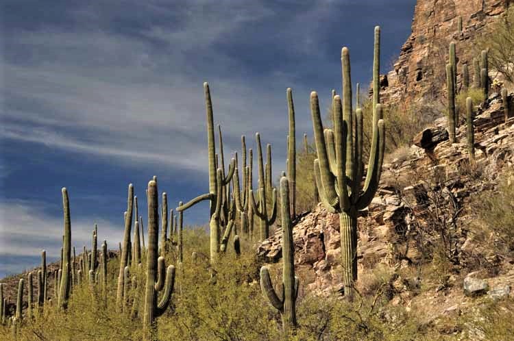 saguaros