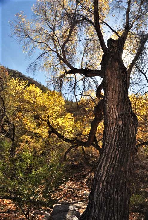 tree in silhouette