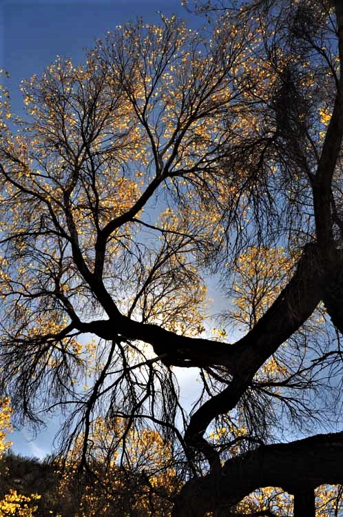 tree in silhouette