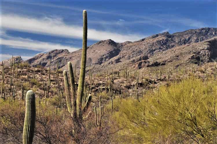 saguaros