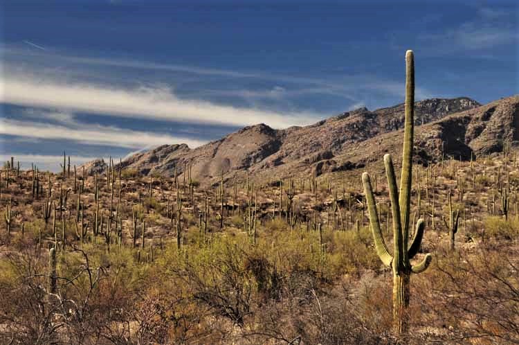 saguaros