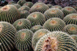 golden barrel cactus