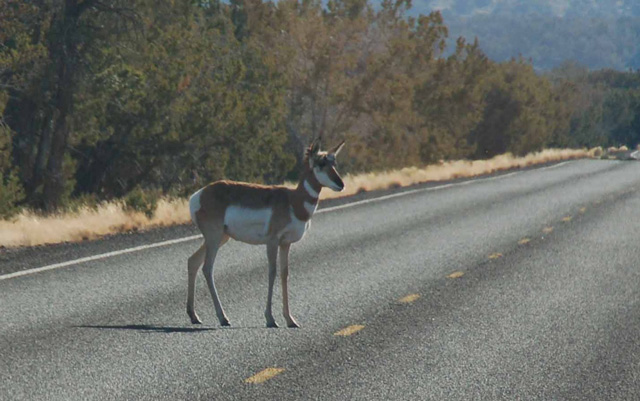 a pronghorn antelope