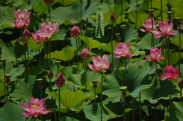 a pond near the house