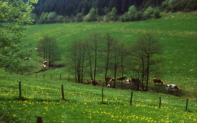 the green countryside of summer