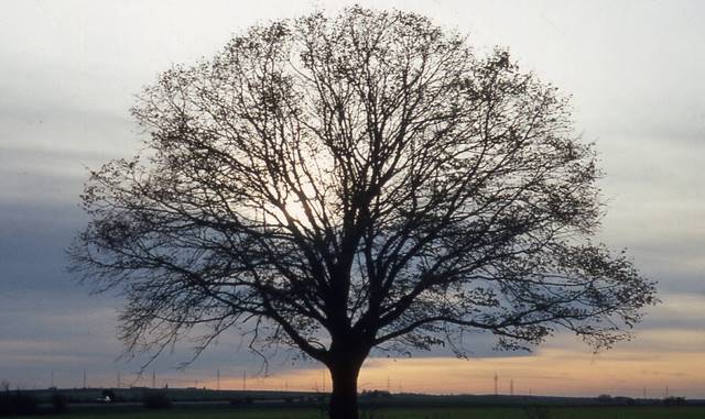 the perfect tree
