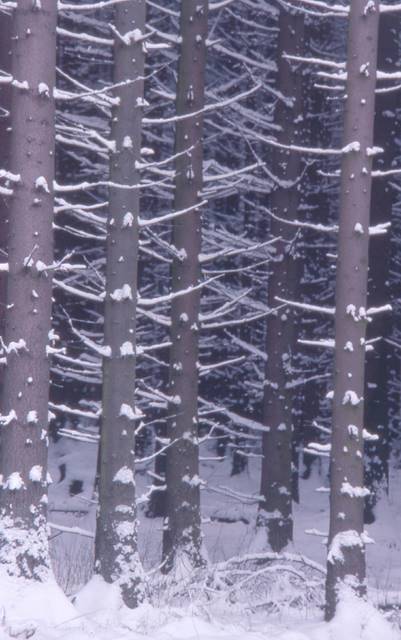 snow-tripped trees