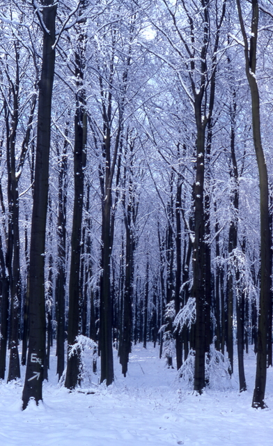 snow-covered forest