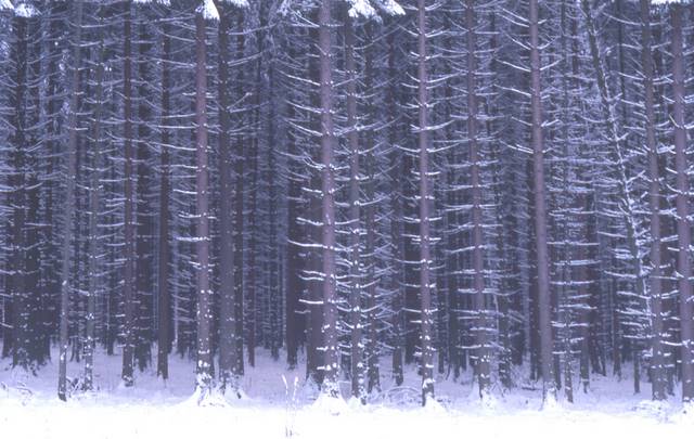 trees in snow