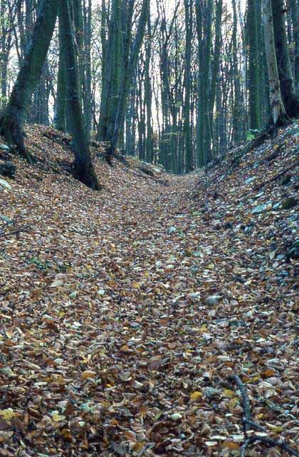 a nearby forest