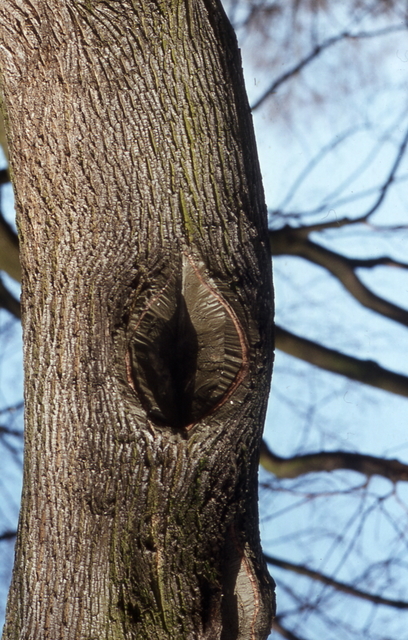 art in a tree