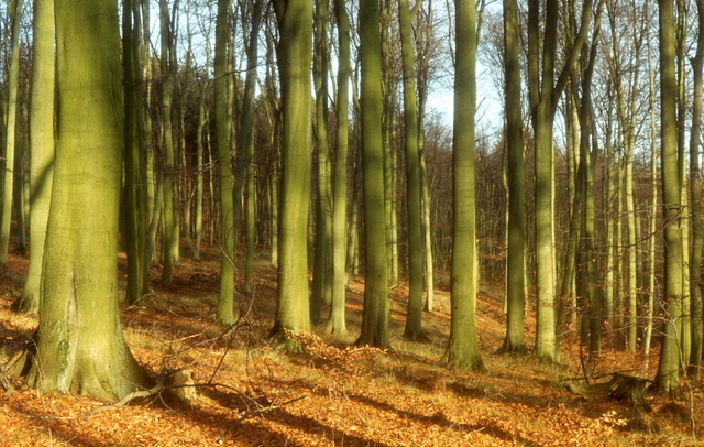 woods surround the town
