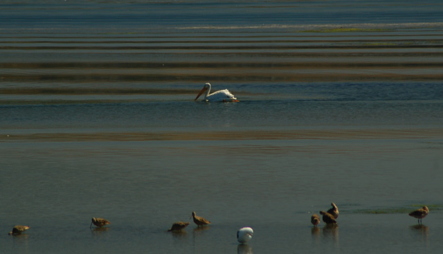 white pelican