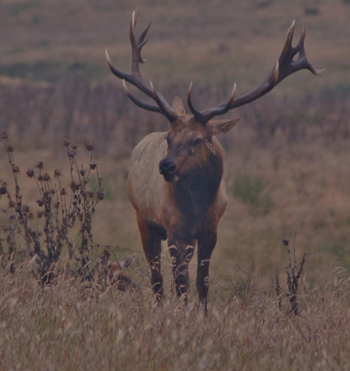 tule elk