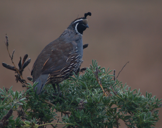 California Quail