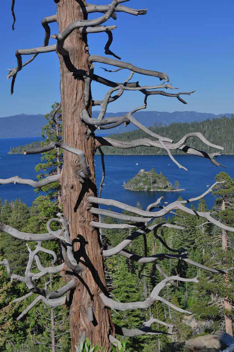 tree at Eagle Fall