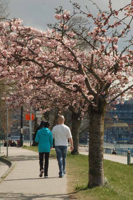 blossoming cherry tree