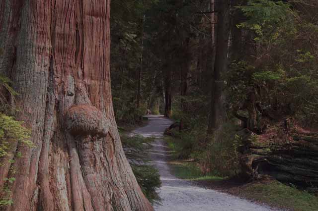 Lees Trail, Stanley Park