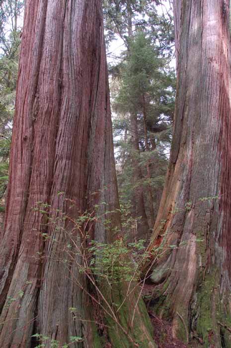 Lees Trail, Stanley Park