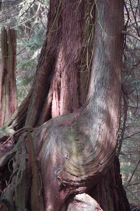 Lees Trail, Stanley Park