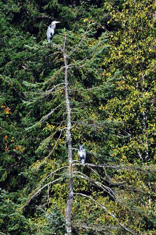 blue heron in tree