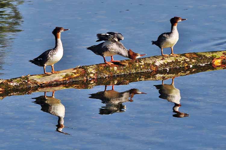 ducks on log