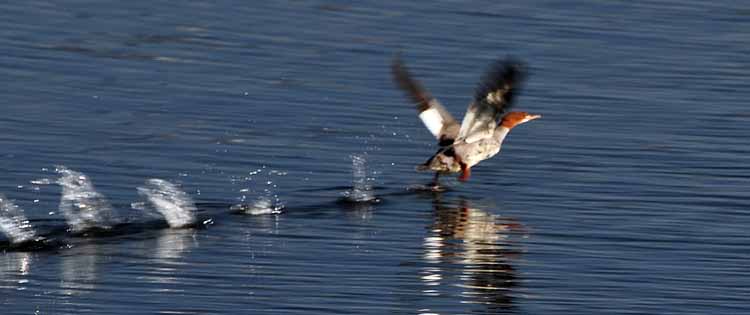 merganzer skipping water