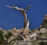 bristlecone pine