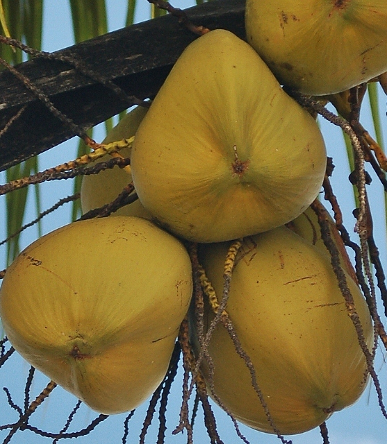 coconuts