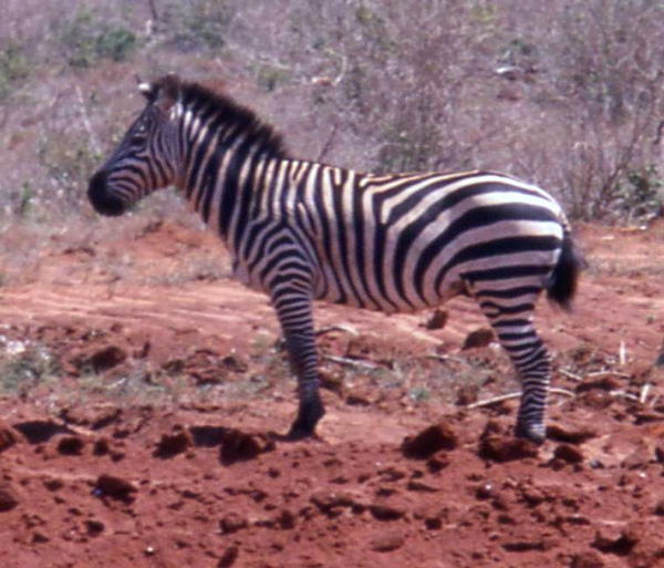 Plains zebra