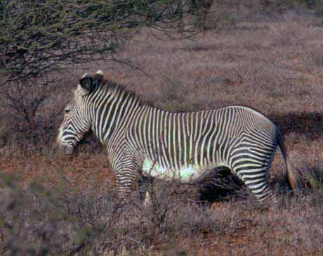 a grevy zebra