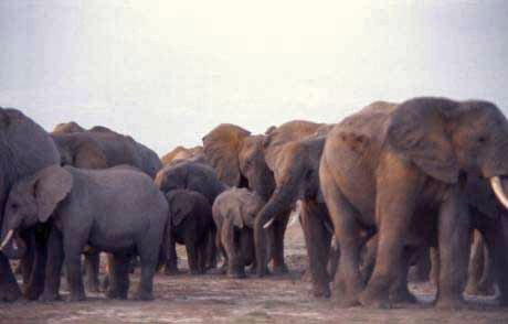 elephant herd