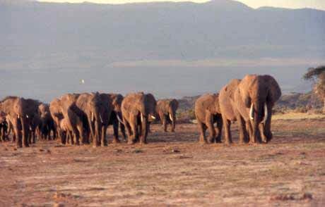 elephant herd