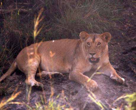 female lion