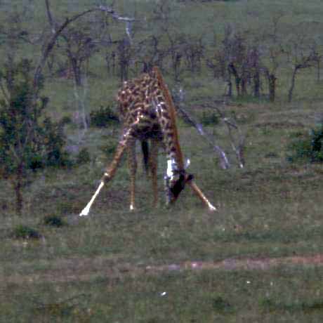 a giraffe in the triangle stance