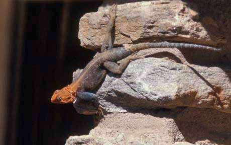 agama lizard