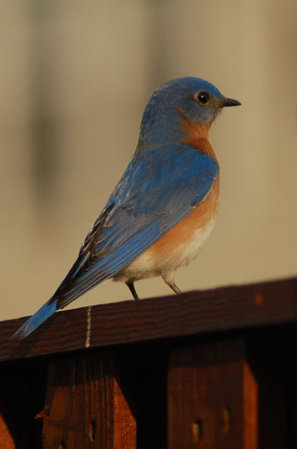 eastern bluebird