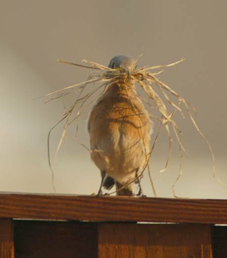 nest-building blue bird