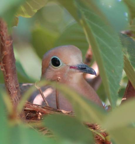 mourning dove
