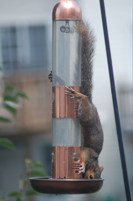 squirrel
